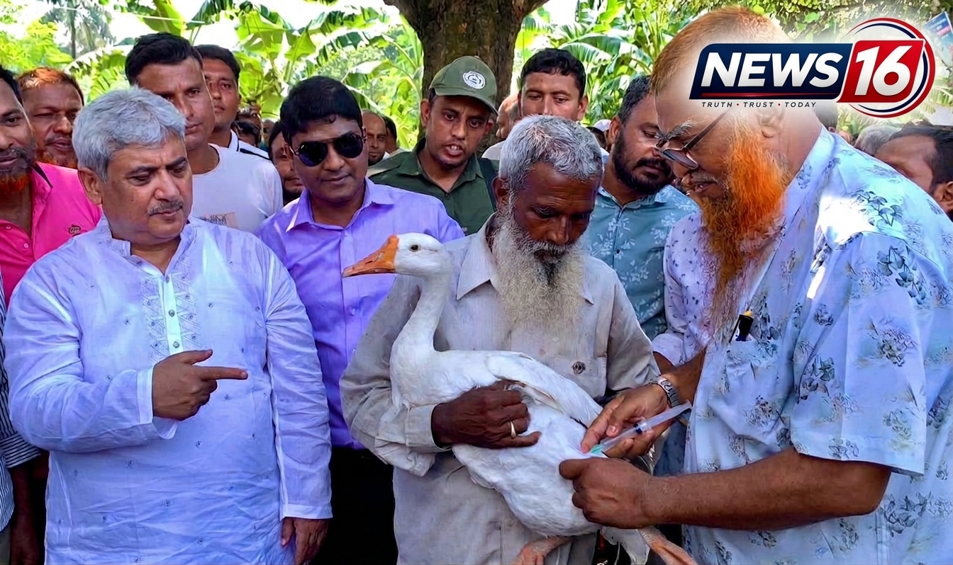 পবায় ৮৩ হাজার ৫০০ গবাদিপশু ও হাঁস-মুরগিকে ফ্রি টিকা